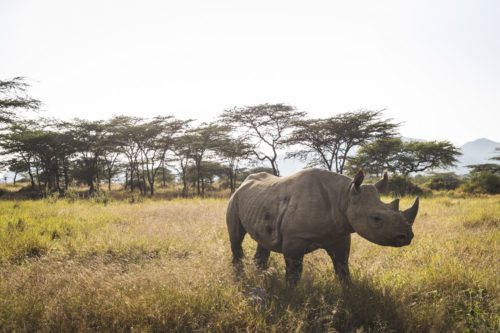 A black rhino in it's natural habitat in Kenya