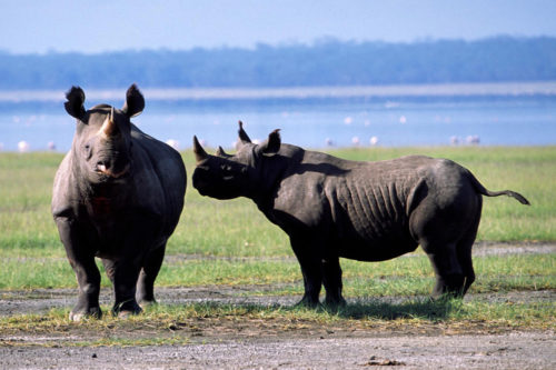 Two black rhinos in Kenya.