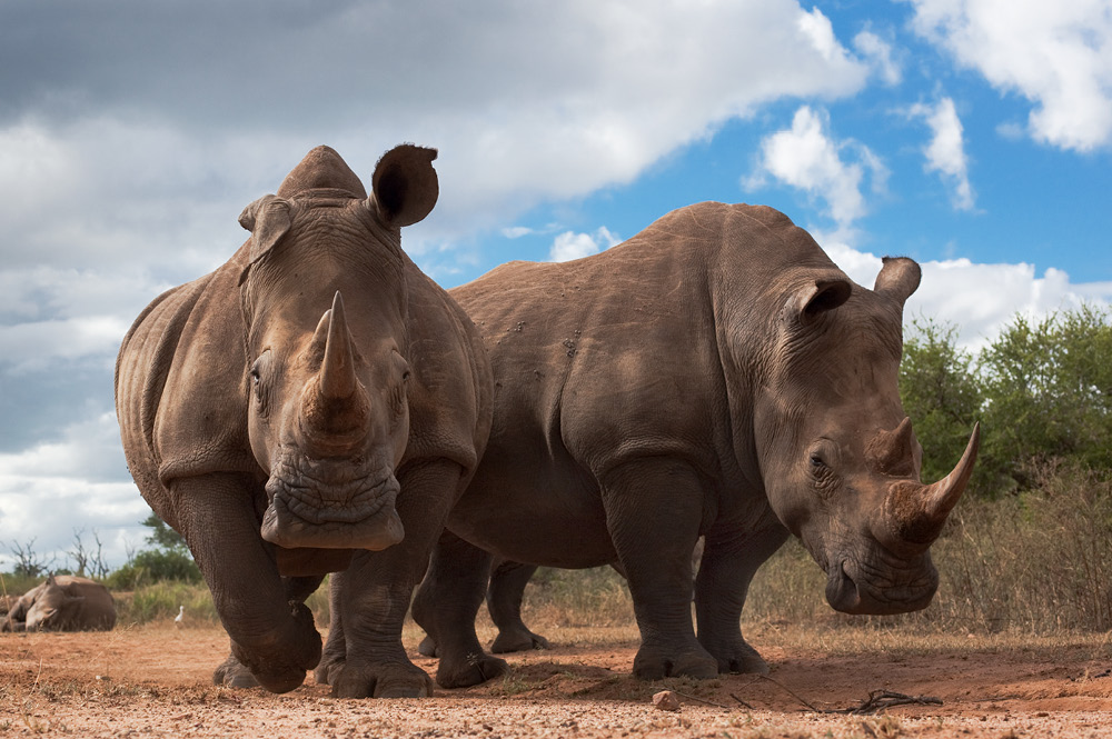 Two white rhinos.