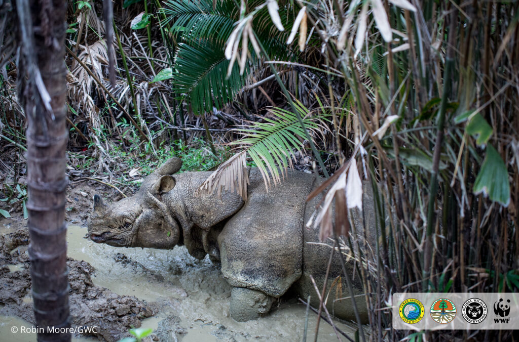 Javan rhino camera trap