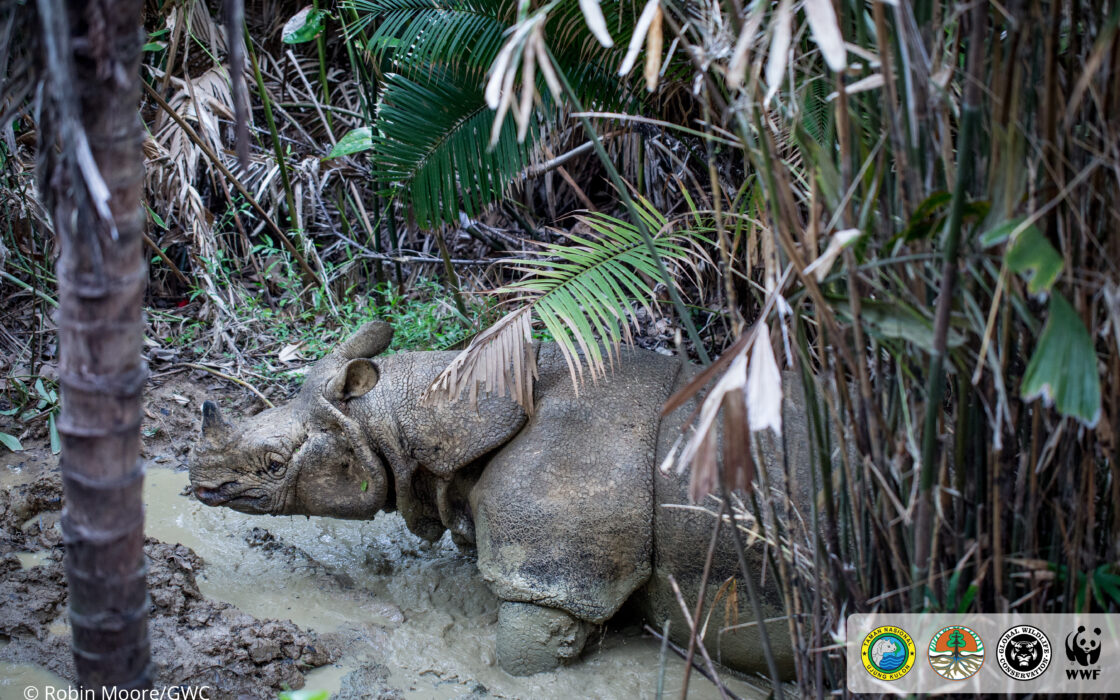 Javan rhino camera trap