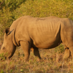 White rhino grazing, South Africa