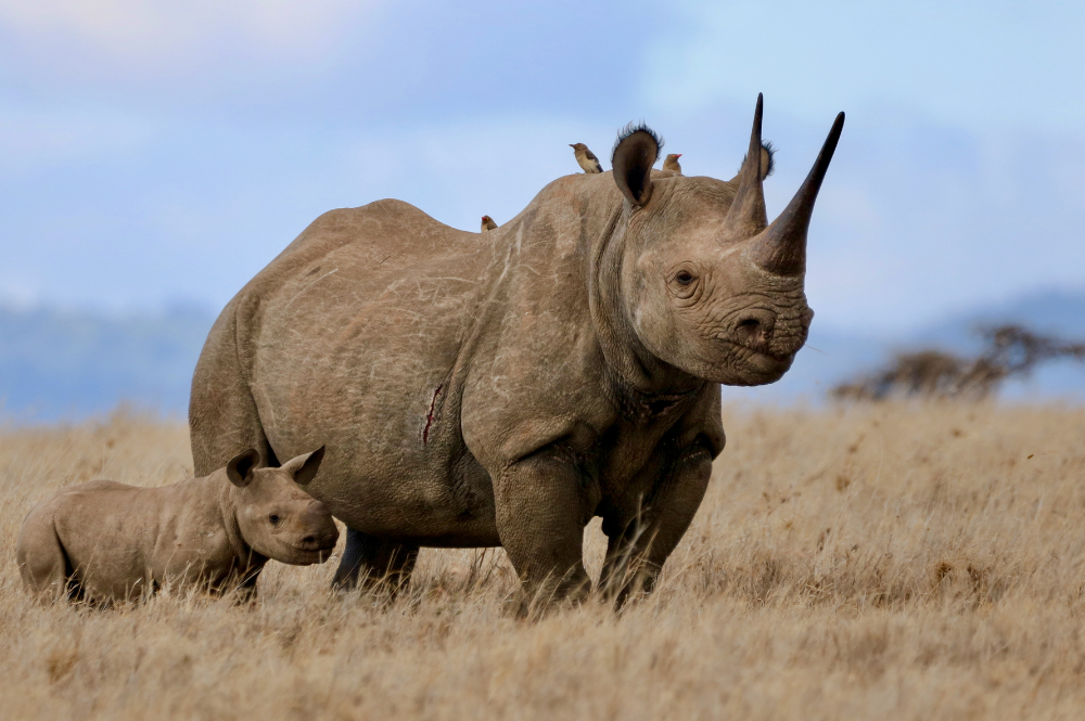 Mother and calf black rhinos standing in grass