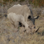 White rhino eating