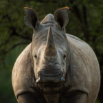 A white rhino looking forward in front of green trees.