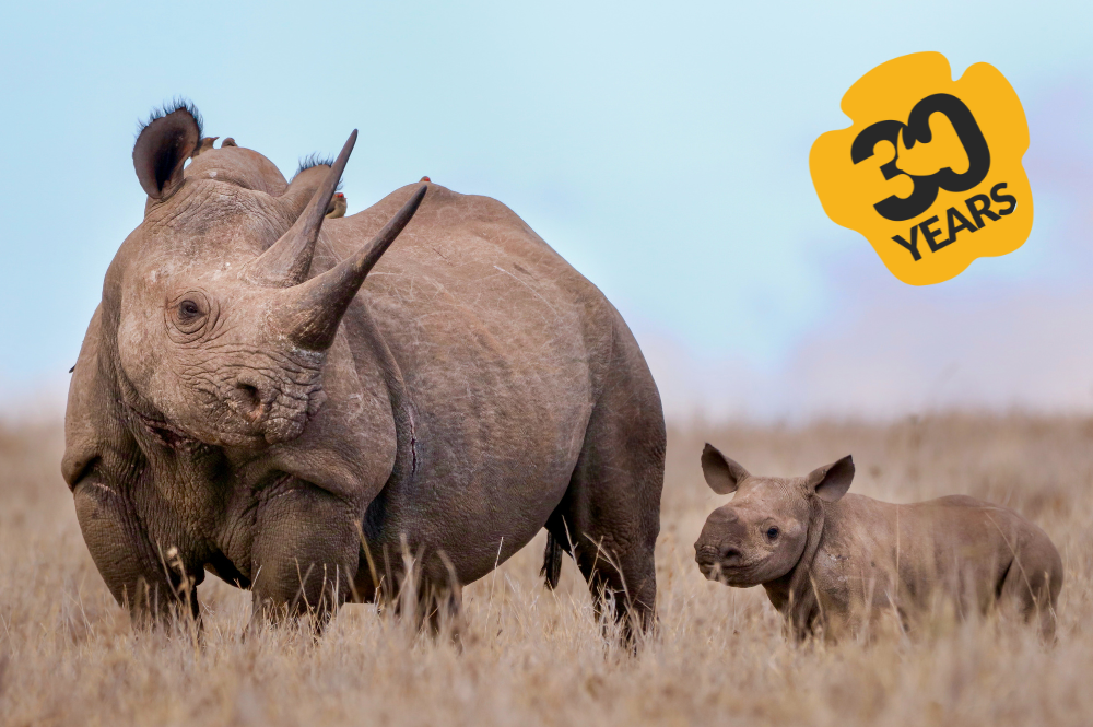 Black rhino and calf looking right. Yellow rhino footprint with '30 years' written inside.