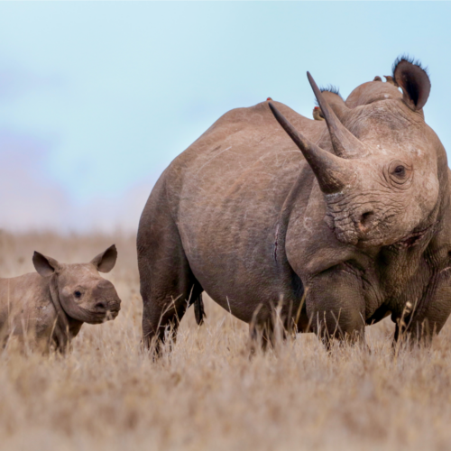 A black rhino looking left at her calf