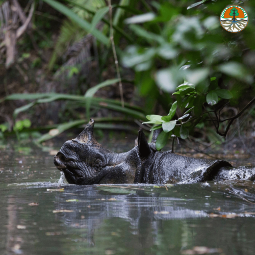 Javan rhino in water