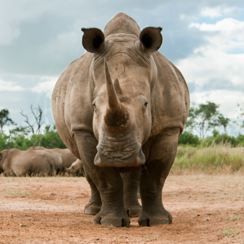 White rhino looking forward