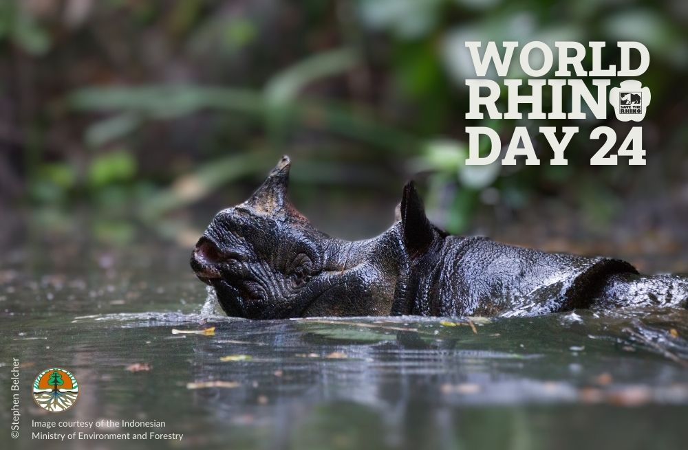 Javan rhino in water. Text: World Rhino Day 2024.