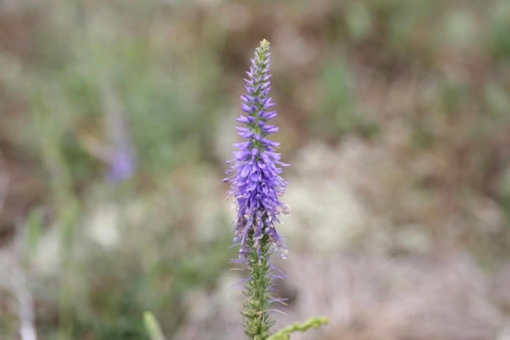 Veronica spicata