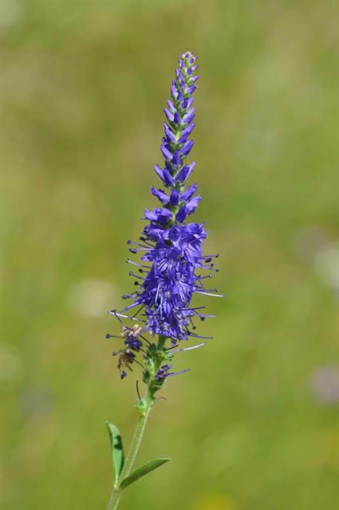 Veronica spicata