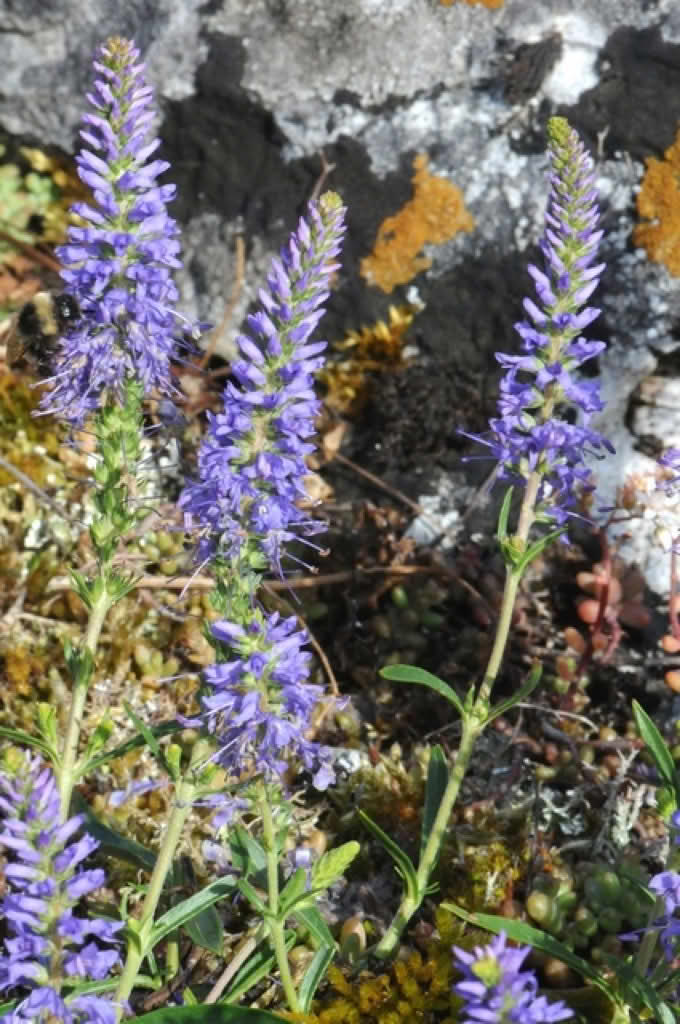 Veronica spicata