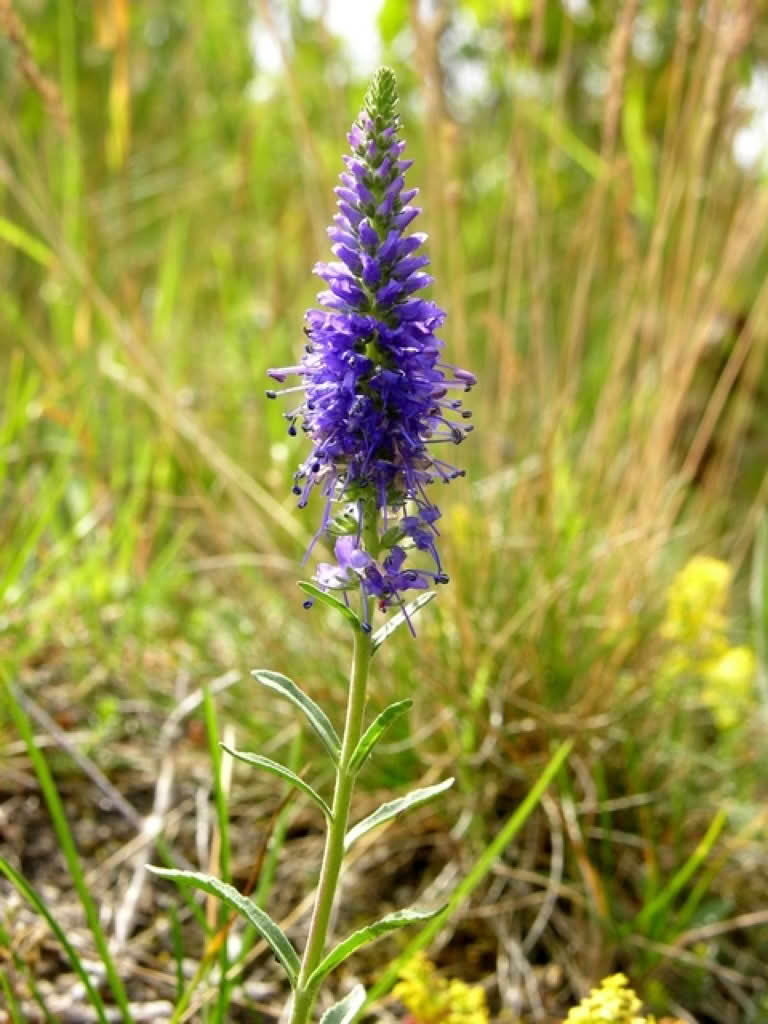 Veronica spicata