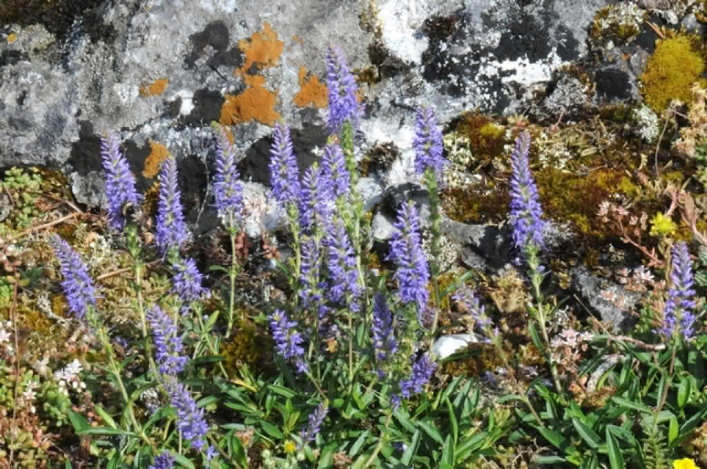 Veronica spicata