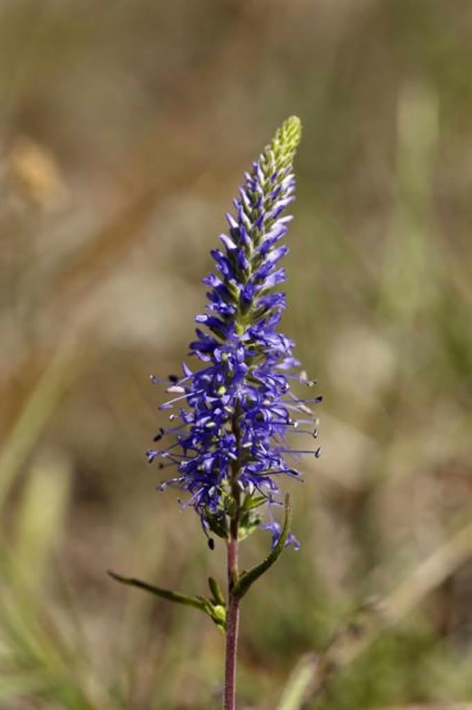 Veronica spicata