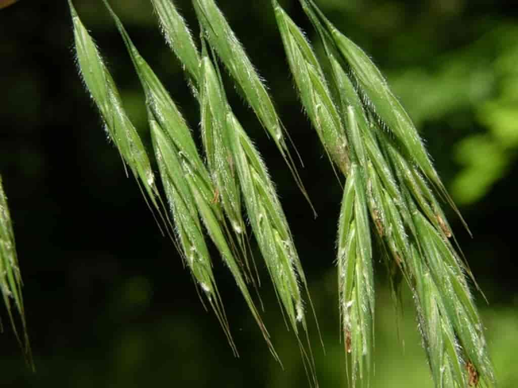 Bromus ramosus