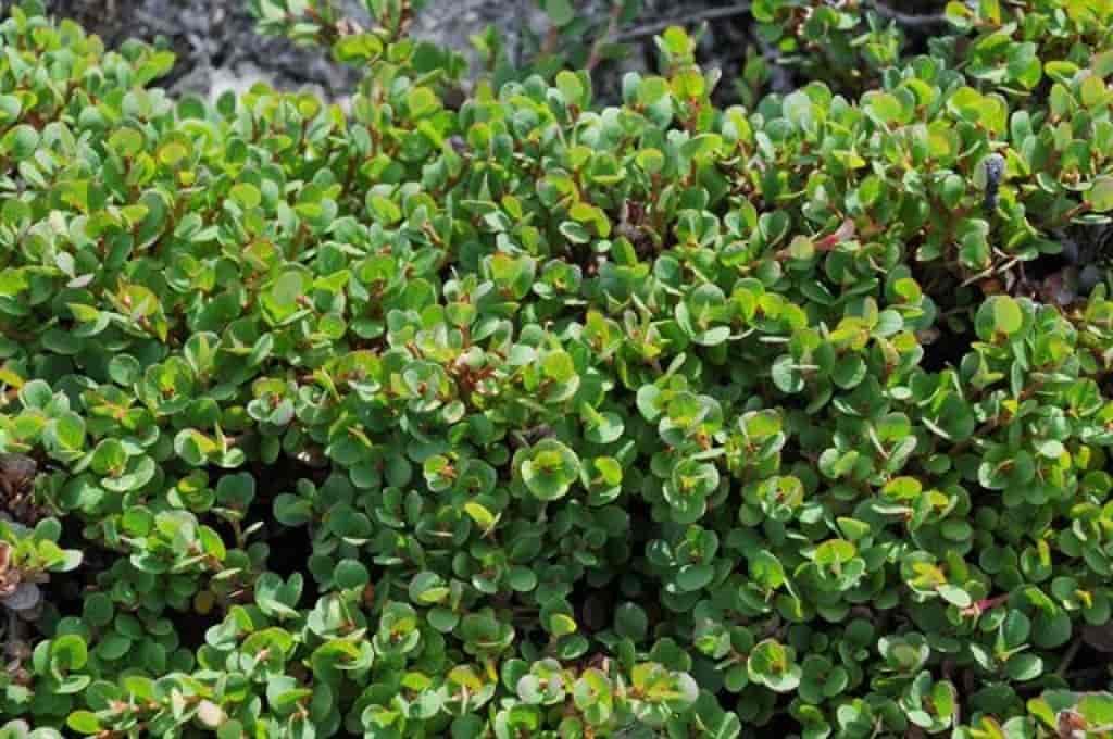 Vaccinium uliginosum ssp. microphyllum