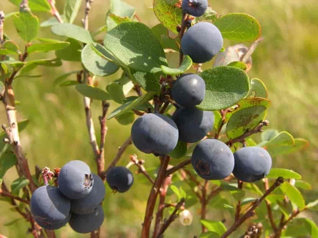 Vaccinium uliginosum