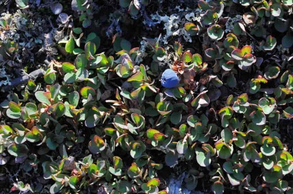 Vaccinium uliginosum ssp. microphyllum