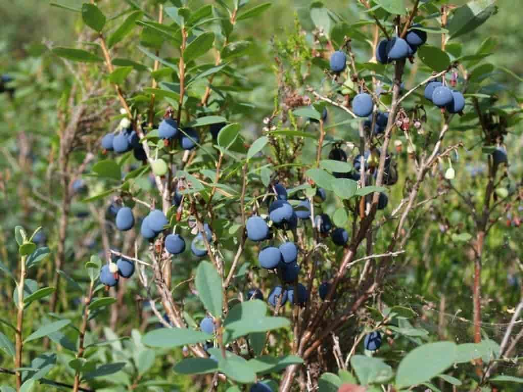 Vaccinium uliginosum