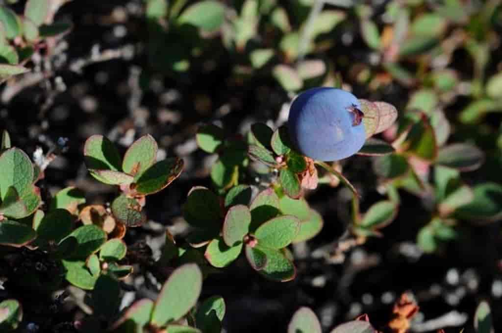 Vaccinium uliginosum ssp. microphyllum