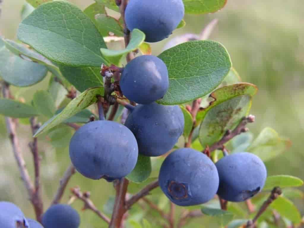 Vaccinium uliginosum