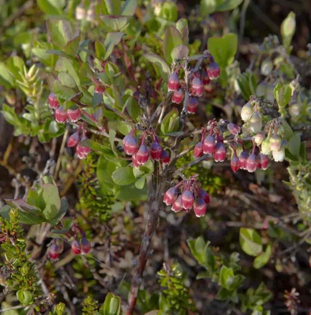 Vaccinium uliginosum