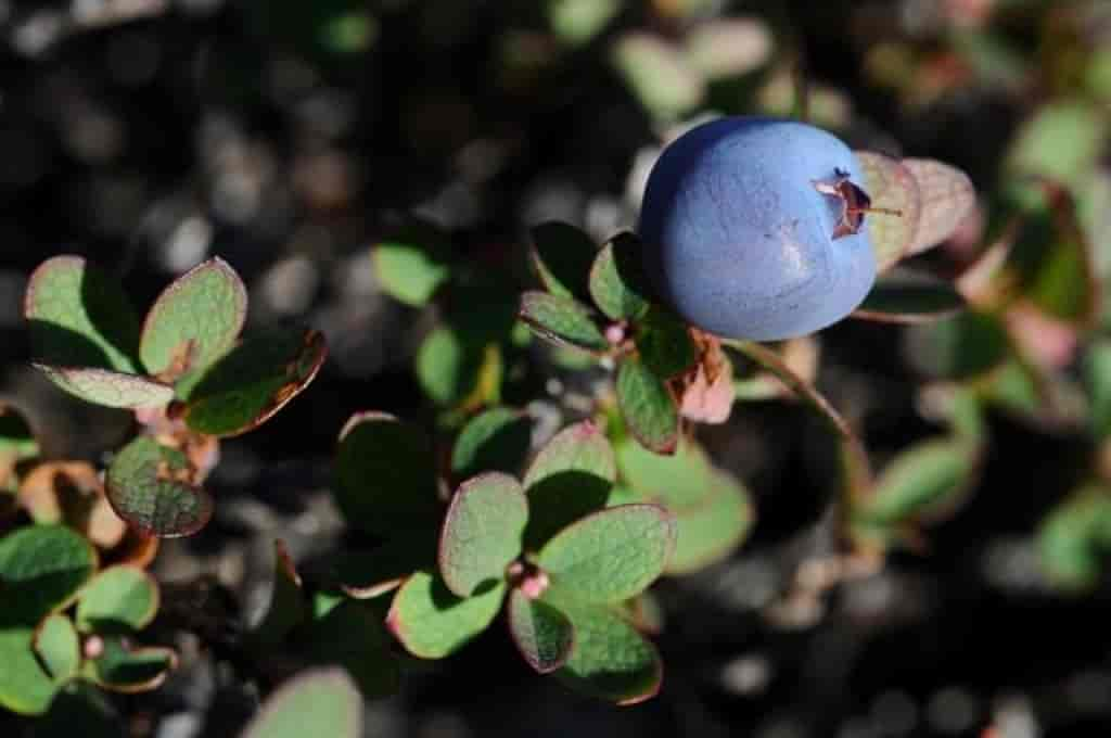 Vaccinium uliginosum ssp. microphyllum