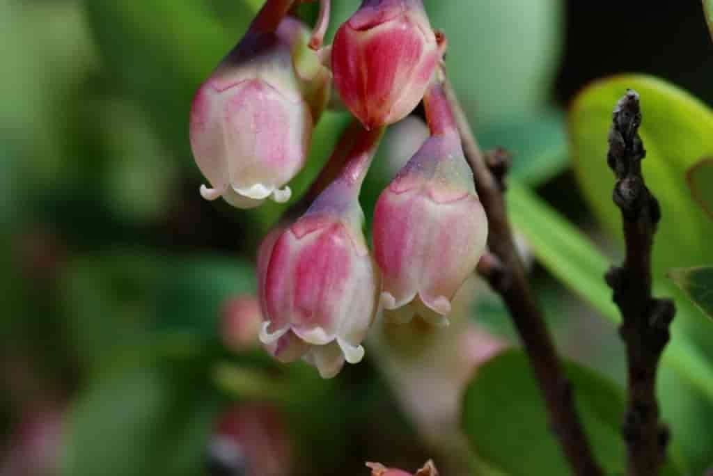 Vaccinium uliginosum