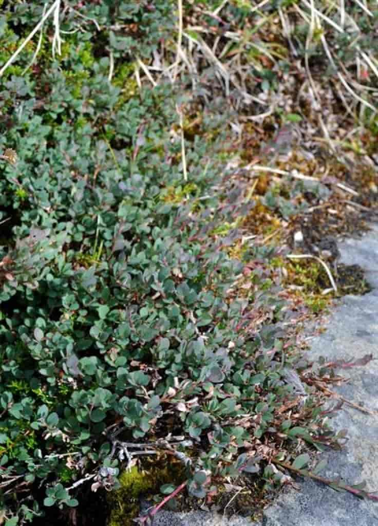 Vaccinium uliginosum ssp. microphyllum