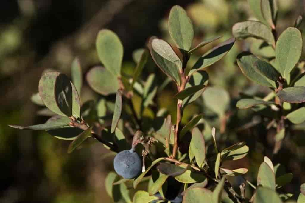 Vaccinium uliginosum