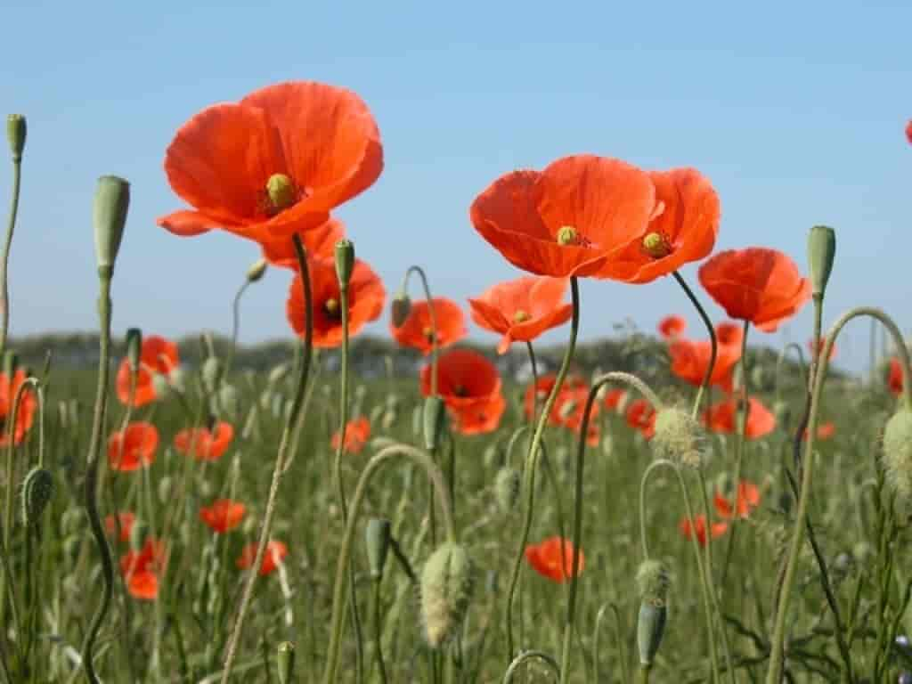 Papaver dubium