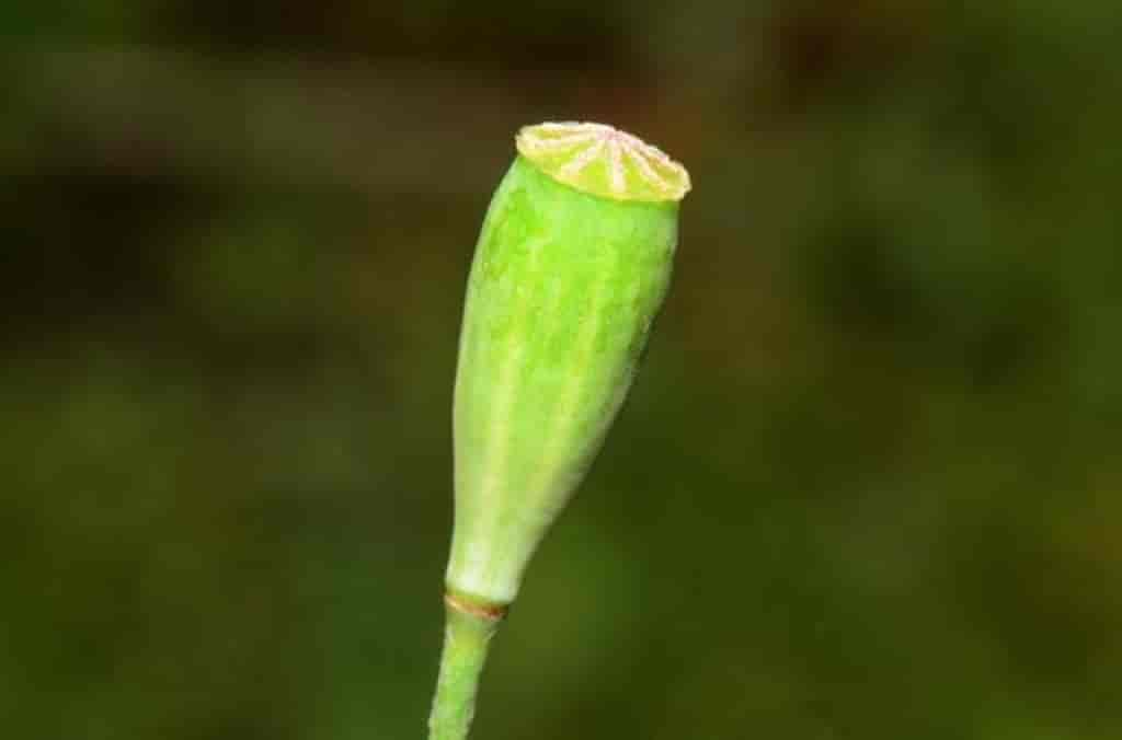 Papaver dubium