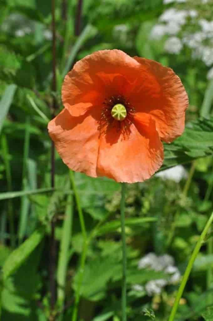 Papaver dubium