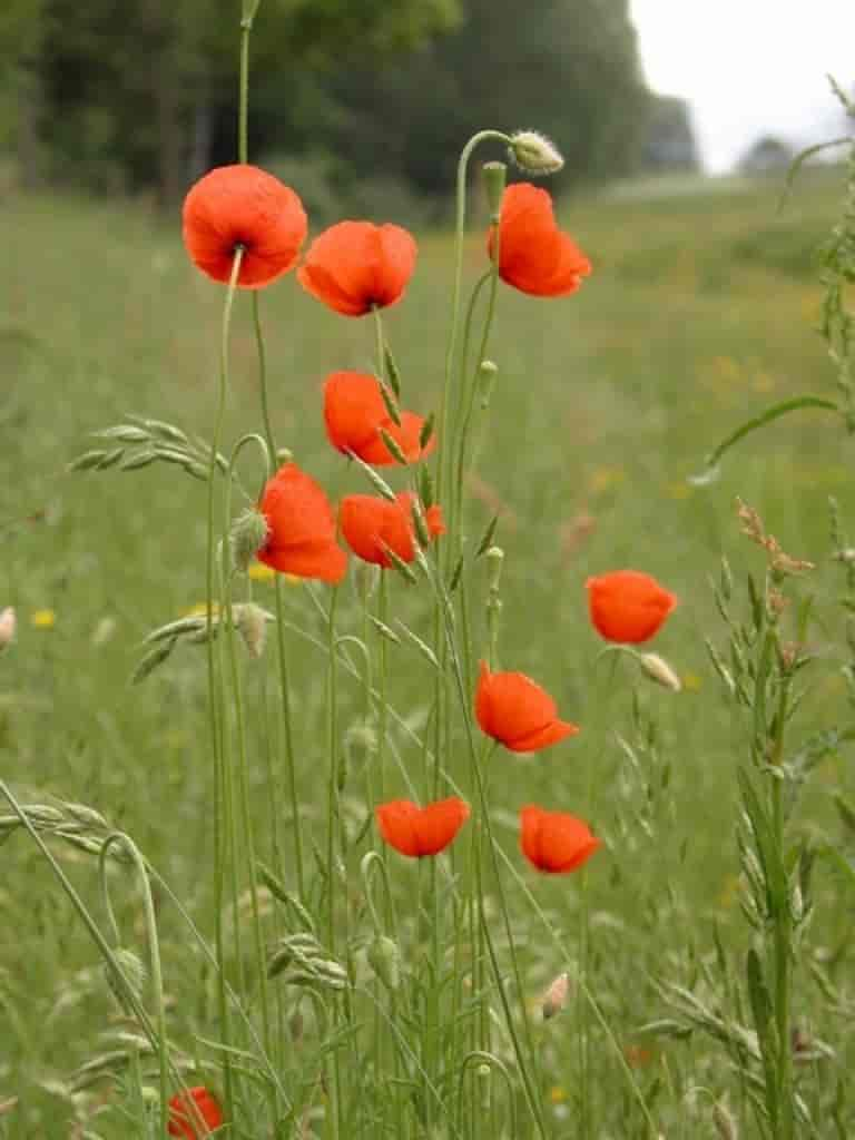 Papaver dubium