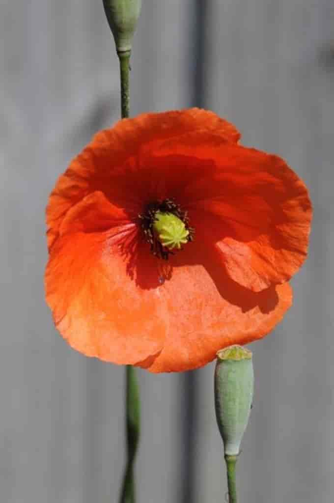 Papaver dubium