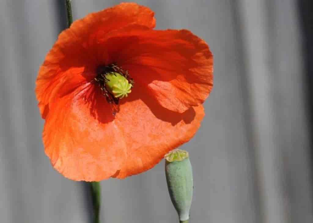 Papaver dubium