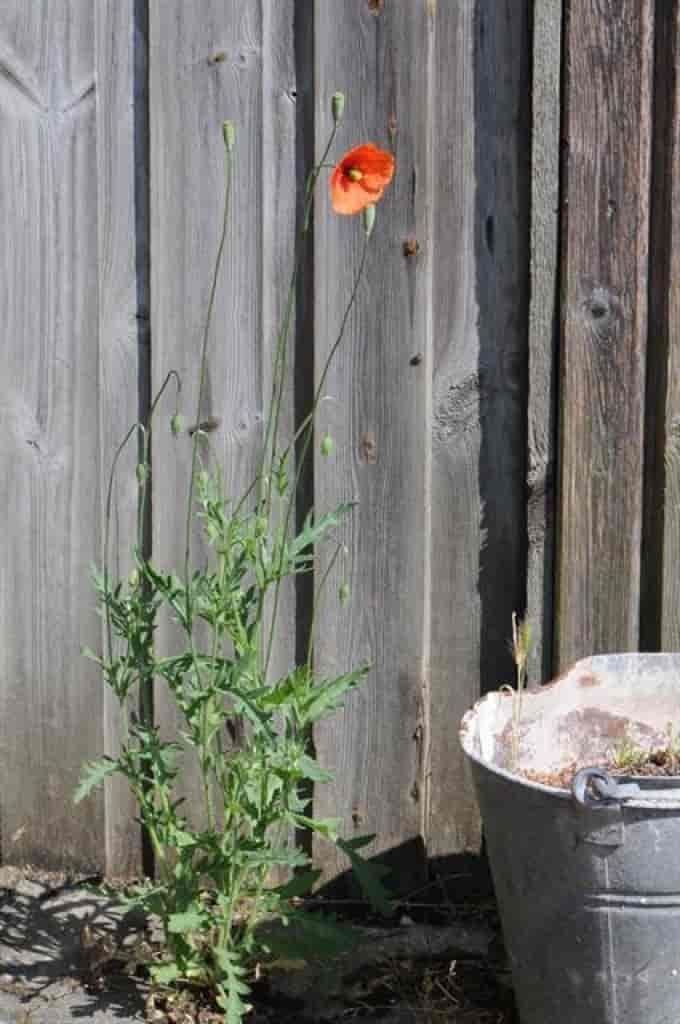 Papaver dubium