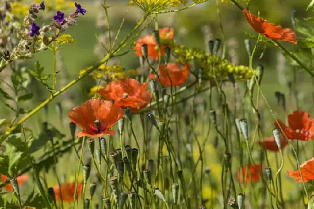 Papaver dubium