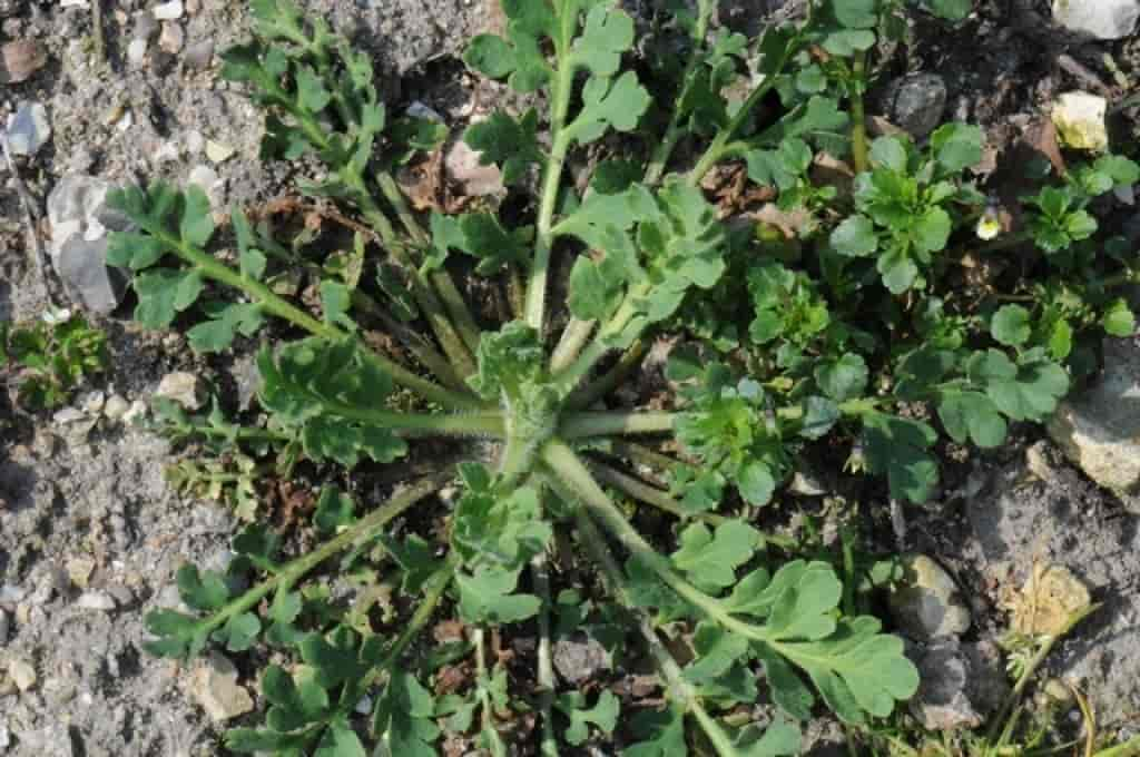 Papaver dubium