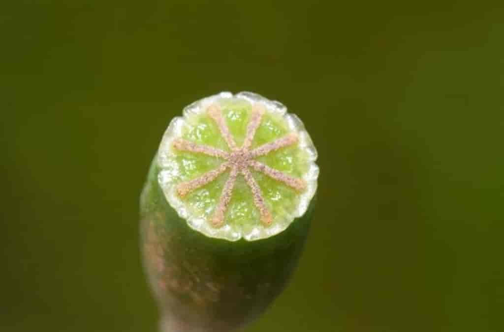 Papaver dubium