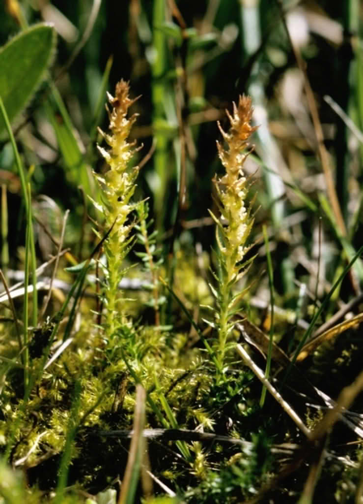 Selaginella selaginoides