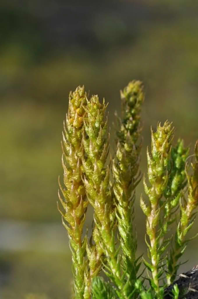 Selaginella selaginoides