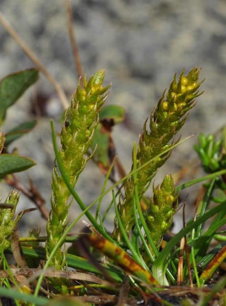 Selaginella selaginoides