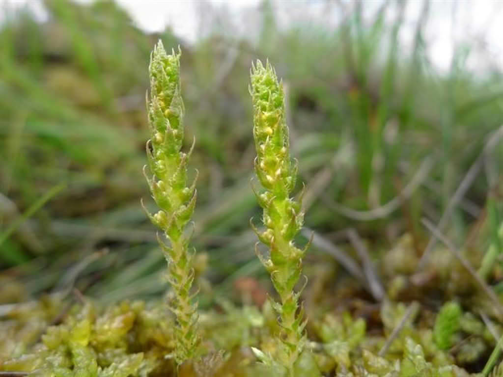 Selaginella selaginoides