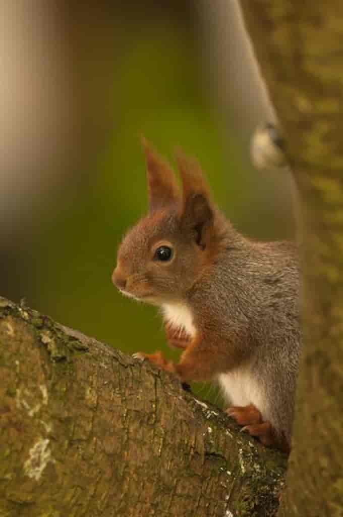 Sciurus vulgaris