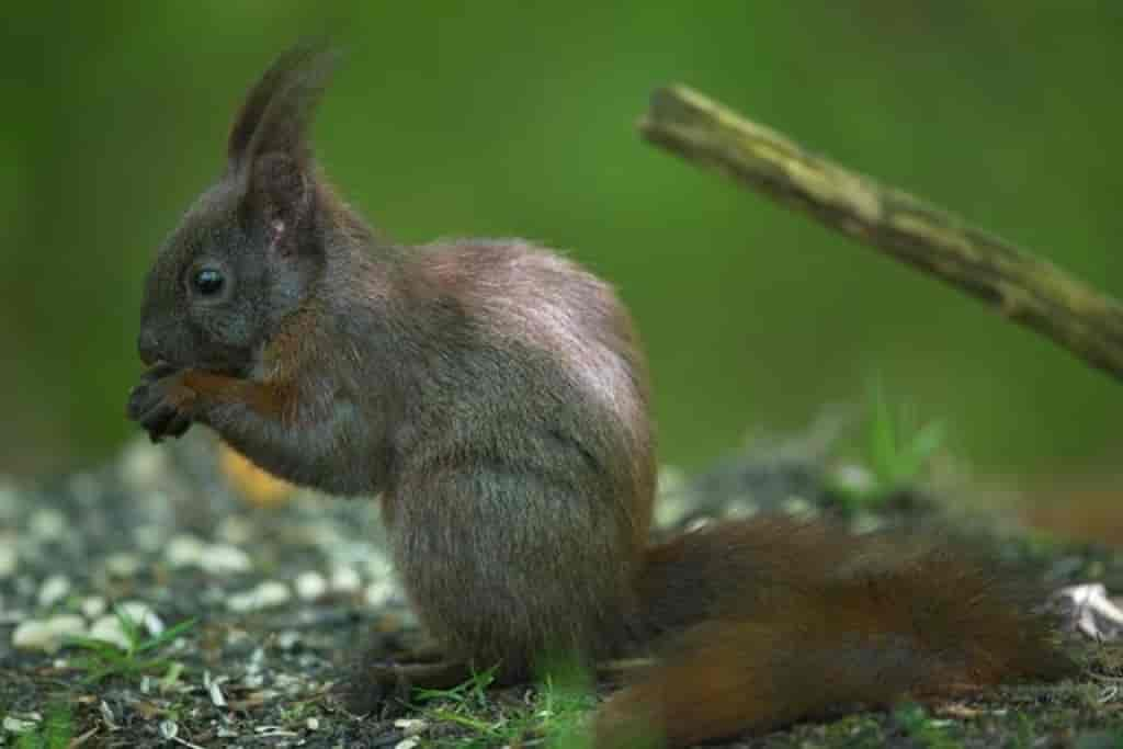 Sciurus vulgaris