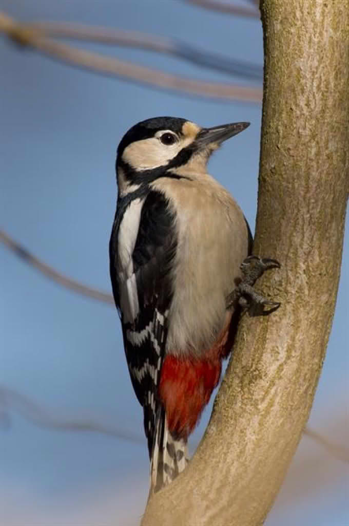 Dendrocopos major