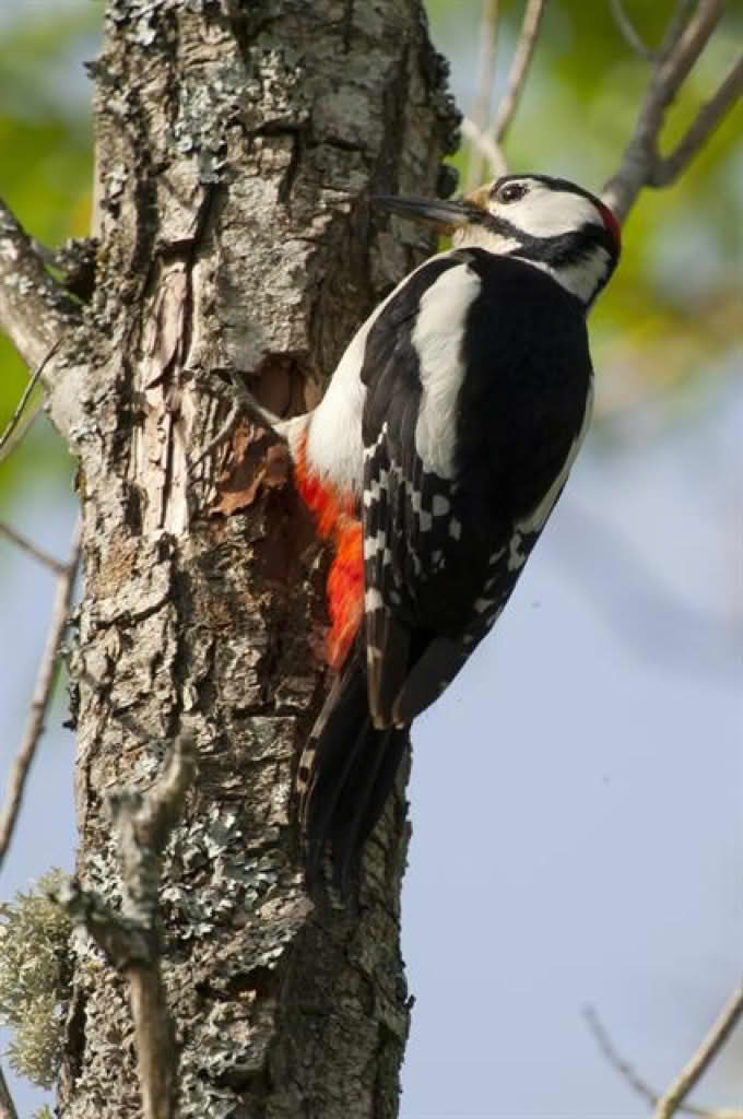 Dendrocopos major